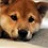 poctshiba
