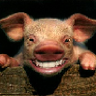 ROFL A PIGGY