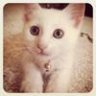meow head