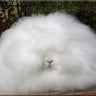 Amicable Angora