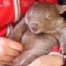 Lady Wombat