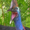 CrossCassowary