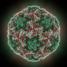 Rhinovirus