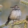 Cactus Wren