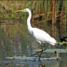 Great Egret