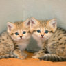 sand_cat