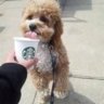 puppylatte