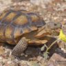 DesertTortoise