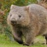 Galapagos Wombat