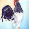 Roostergirl
