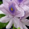 Hyacinth33