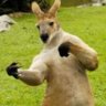 KangarooFarmer