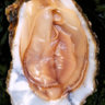 Crassostrea virginica