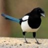 Mr Magpie