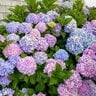 hydrangea88