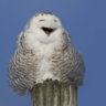 snowy_owl