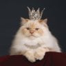 QueenMeow