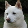 shibalady