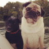 puglove125