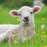 HappyLamb