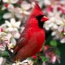 Northerncardinal