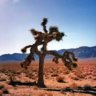 TheJoshuaTree