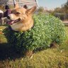 corgination