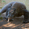 Varanus komodoensis