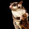 AnimalsAreBetter