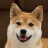 shibedeleshibe