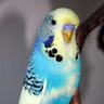 Philtheparakeet