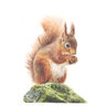 squirrelnutkin