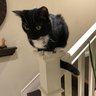 Cats_Are_Dank