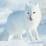 ArcticFox