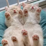 JustPaws