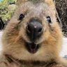 JovialQuokka