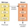 SCN1a