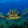 Green Turtle