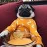 pugsnqueso