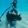 scuba_cat