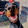 Doberlady7011