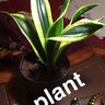 snakeplant