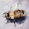 honeybeees