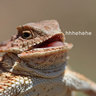 Laughing Lizard