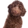 labradoodle1