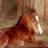 Quarterhorse