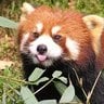 RedPanda55