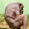 The Shaved Ape