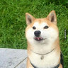 SchwiftyShiba