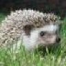 ilovehedgehogs